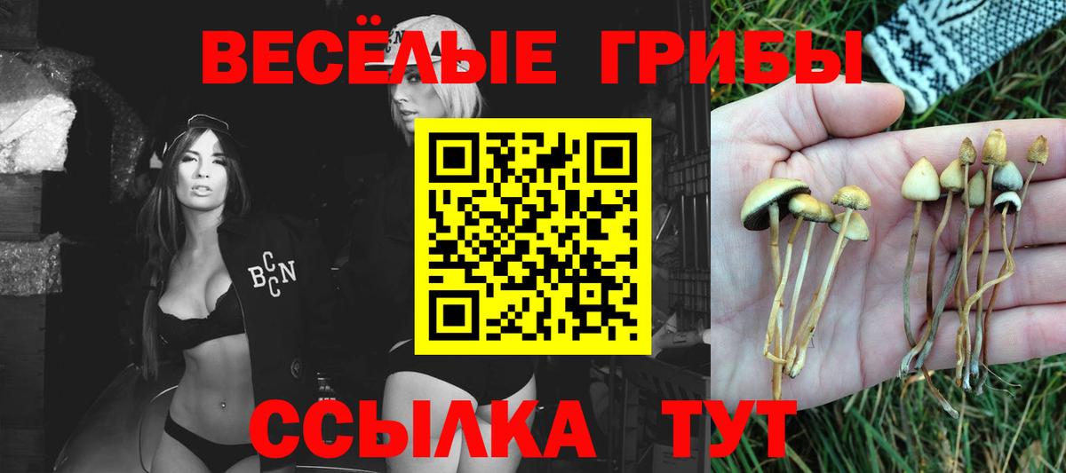 Галлюциногенные грибы Psilocybine cubensis Кингисепп