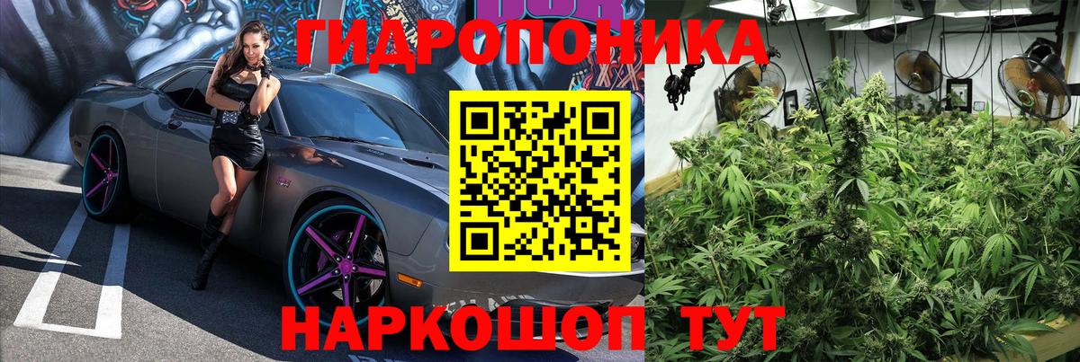 Конопля план Кингисепп